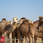 camel farm