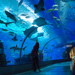 The cure for everything is salt water - sweat, tears or the ocean