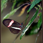 Stop, oh yes, wait a minute Mr. Postman...