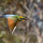 Rainbow beeeater with of all things, a bee!!