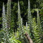 Echium Pininana