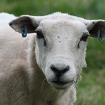 Baa