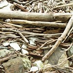 Sutherland Falls Sticks II