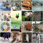 Mosaic Monday -Shaking off sadness with photos of furry ones