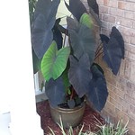 colocasia black magic