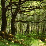 Ariundle Oakwood NNR