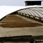 Kona coffee beans being dried