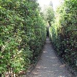 Narrow Path