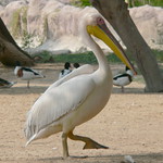 the Pelican