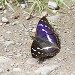 Purple Emperor ~ Apatura iris ~ Fermyn Woods (2)