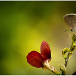 "Just living is not enough," said the butterfly, "one must have sunshine, freedom and a little flower."