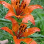 Double tiger lily