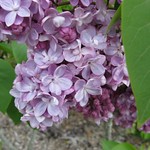 Syringa vulgaris 'Belle de Nancy' Lilac