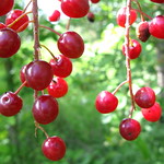 Wild Cherries