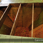 Kona coffee beans -- for sorting