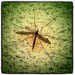 Crane fly