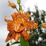 Double Tiger Lily - 2008 Bloom