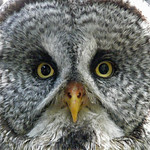 Up close with a Great Gray