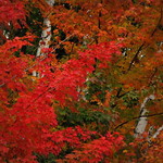 Walking through the Wisconsin Woods