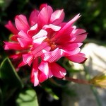 flower n rock - vicini vicini