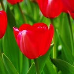 Red Tulips