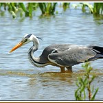 Bernat pescaire pescant 04 - Garza real pescando - Grey heron fishing - Ardea cinerea