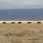 Crater Ngorongoro