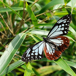 080620 台北 大屯山 青斑蝶