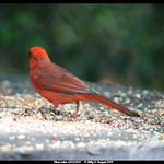 Northern Cardinal - Cardinalis cardinalis