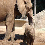 mama