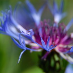 a sunny hug for all of you!