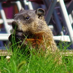 Whack The Groundhog