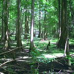 Chicot State Park Ville Platte, LA July2008 007