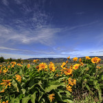 Wildflowers at Rowena Crest - Balsamorhiza Careyana - HDR