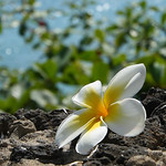 Your Whisper Tells A Story