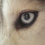 Icy eye