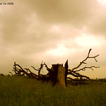 The Great British Summer - 2008....