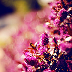 Pink Explosion!!.....HNFF!!:)