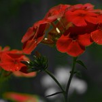 Red Wildflowers