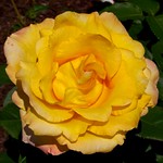 Yellow Rose