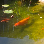 Koi Pond