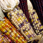 Indian Corn