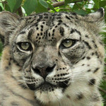 Snow Leopard headshot
