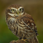 Young Owl