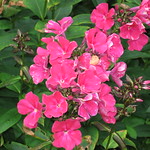 Garinish Island Gardens 11