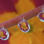 Reflection; The beauty in a water droplet
