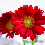 gerbera 8771