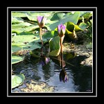 Indische Lotusbl&uuml;te