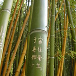 Engraved Bamboo