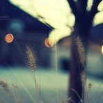 I have been standing all my life in the direct path of a battery of signals; the most accurately transmitted most untranslateable language in the universe